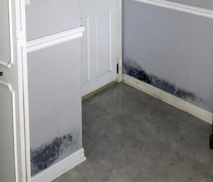 Mold growing above the floor boards