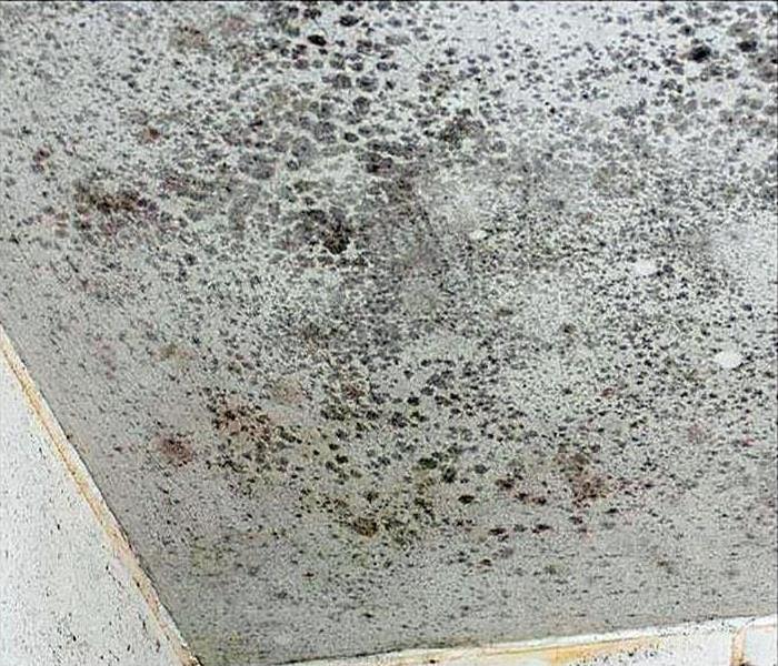 Mold growth from a leak
